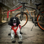 Sports canins pour chiens