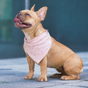 Accessoires variés pour chiens