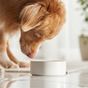 Bols pour chiens