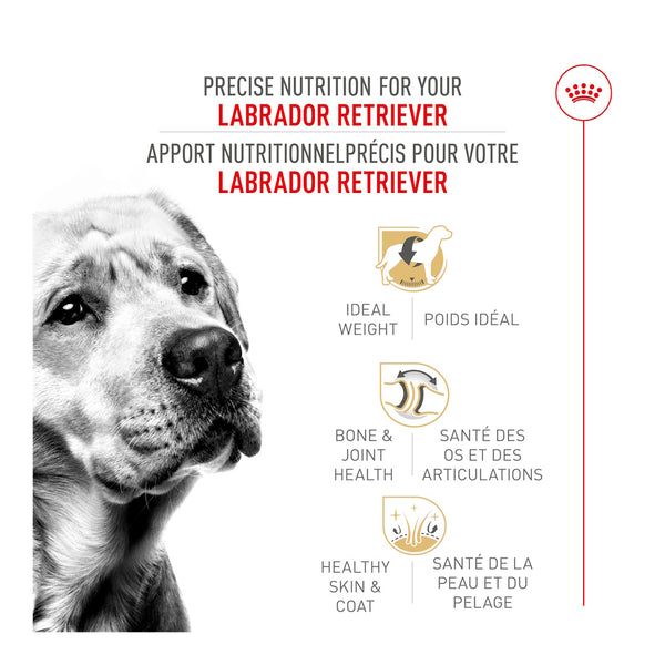 LABRADOR RETRIEVER ADULTE – nourriture sèche pour chiens