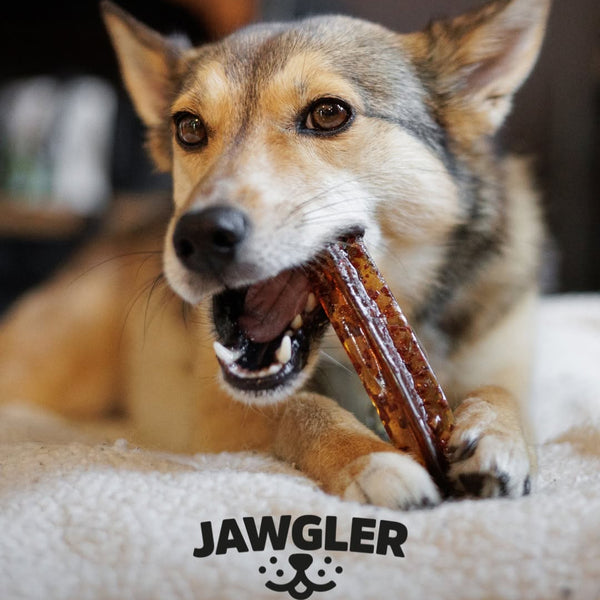 Gâterie pour chien - Gélatine à mâcher - bacon & érable paquet de 3 unités