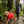 Combinaison de pluie pour chien Repel - Baie goji/Anthracite