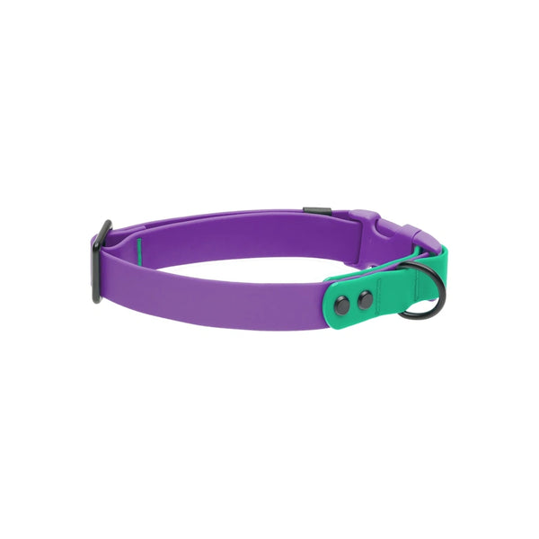 Collier imperméable pour chien Mauve/Perruche