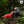 Combinaison de pluie pour chien Repel - Baie goji/Anthracite