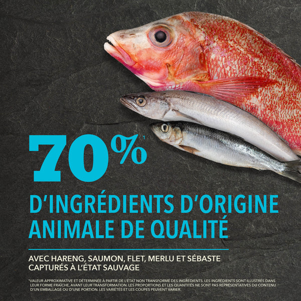 Nourriture pour chien Pacifica Protéines+