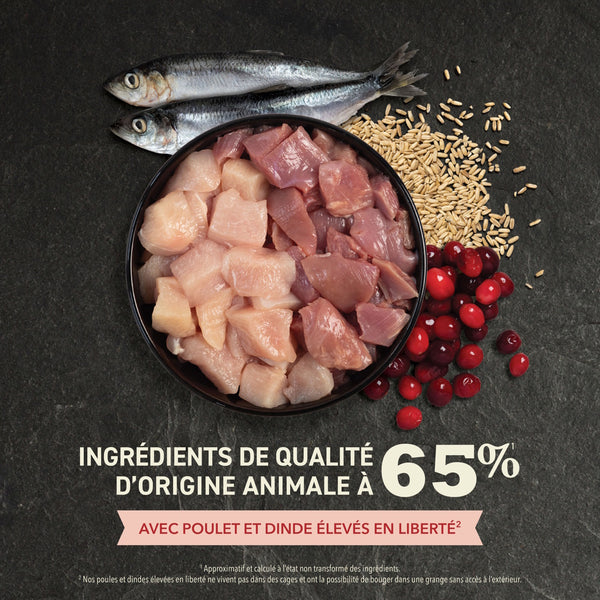 Nourriture pour chat Régal d'intérieur