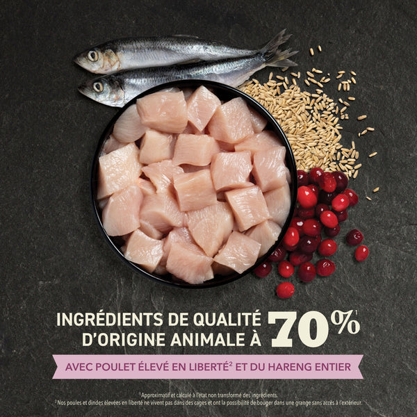 Nourriture pour chaton Premier festin