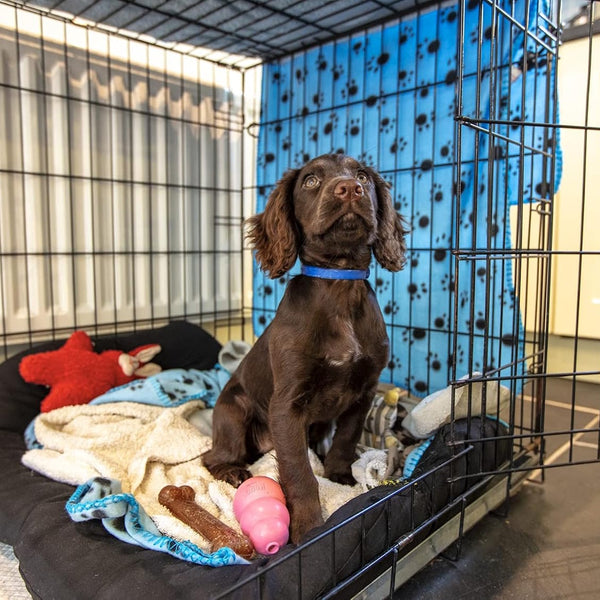 Adaptil collier calmant pour chien junior
