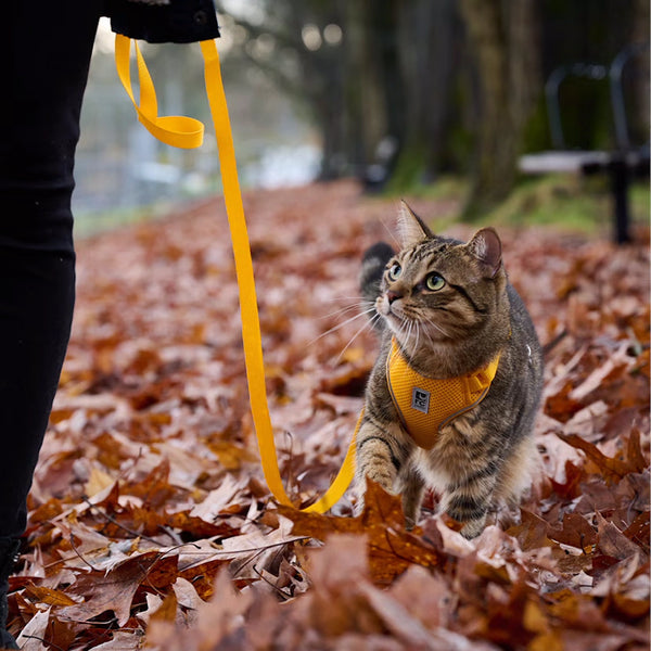Harnais aventure pour chats, Labyrinthe