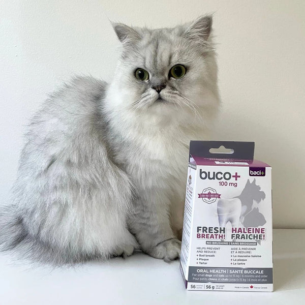 Buco+ pour chat et petit chien 100mg Traitement complet 56g