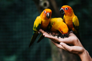 Oiseaux Animatout Sherbrooke