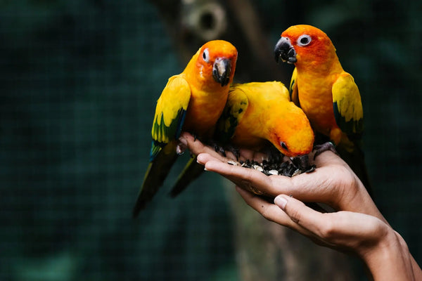 Oiseaux Animatout Sherbrooke