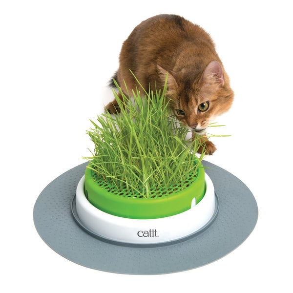 Jardinière d’herbe pour chats Catit Senses 2.0