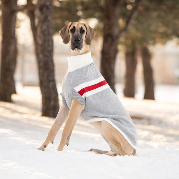 Pull Trek pour chien - Gris