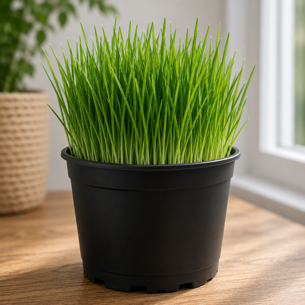 Herbe à chat fraîche – Cultivée en magasin