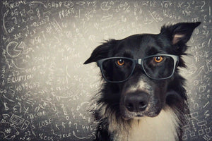 Chien catégorie blog Animatout