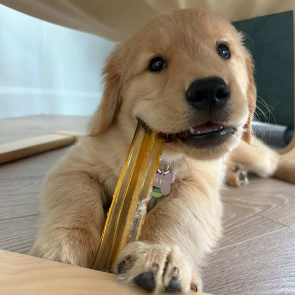 Gâterie pour chien - Gélatine à Mâcher - saveurs assorties paquet de 3 unités