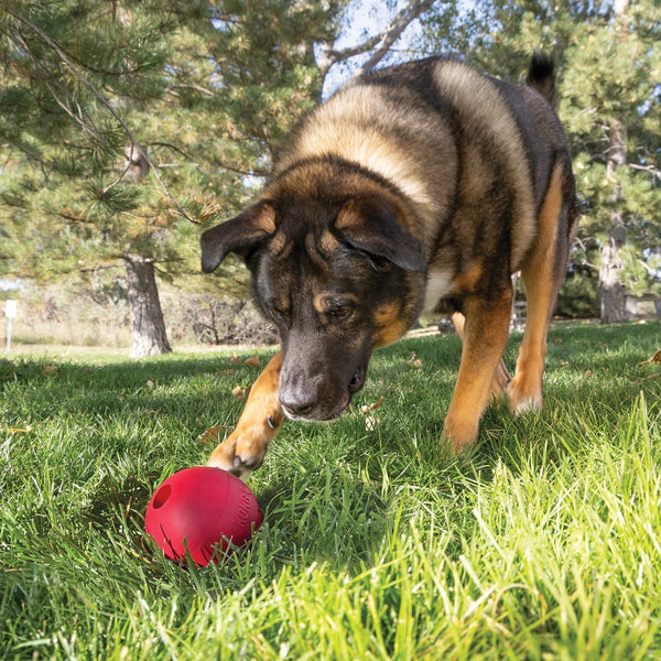 Jouet pour chien balle moyenne/grande