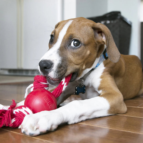 Jouet pour chien balle petite avec corde