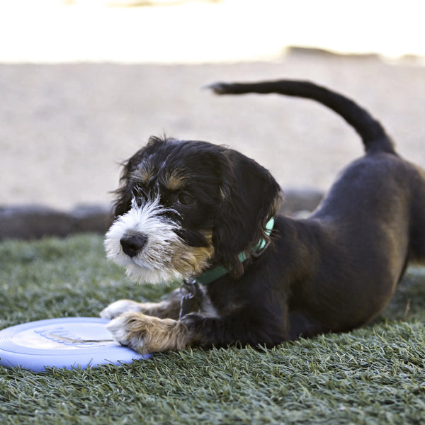 Jouet pour chien "Flyer" Frisbee pour chiots