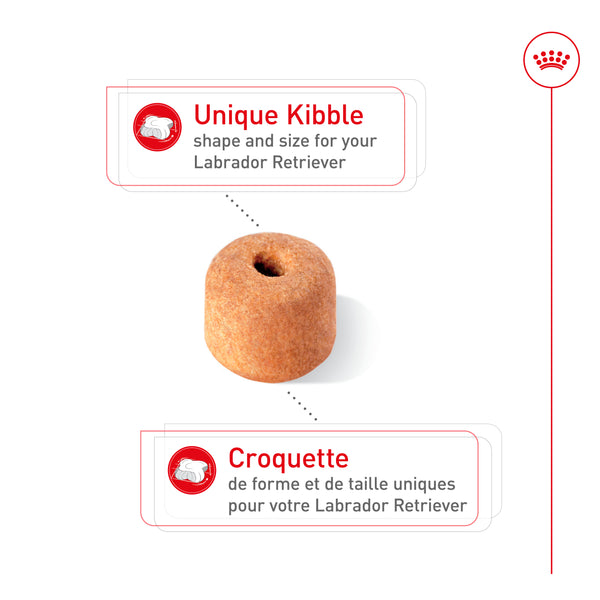 LABRADOR RETRIEVER ADULTE – nourriture sèche pour chiens
