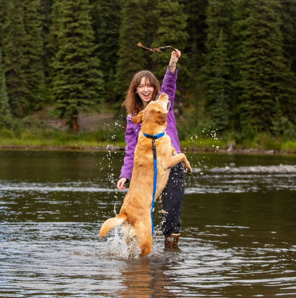 Collier imperméable pour chien Mauve/Perruche