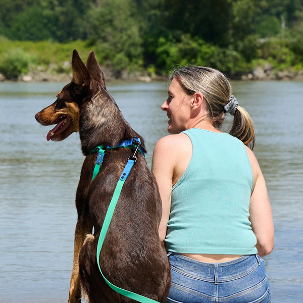 Laisse imperméable pour chien 5 pieds Mauve/Perruche