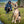 Laisse imperméable pour chien longue 3/4x10pi Noir