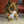 Jouet en peluche pour chien « Floppy Knots » Renard