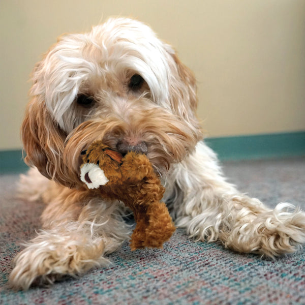 Jouet en peluche pour chien Ourson très petit
