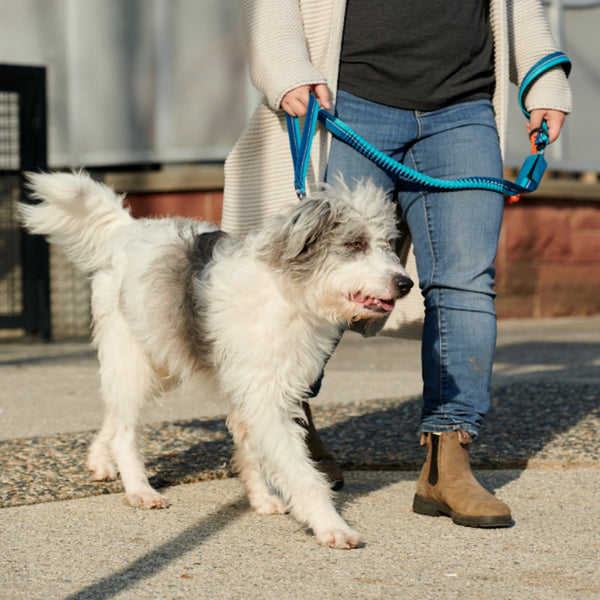 Laisse élastique Trafic pour chien noir
