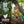 Nourriture pour chat Guardian 8