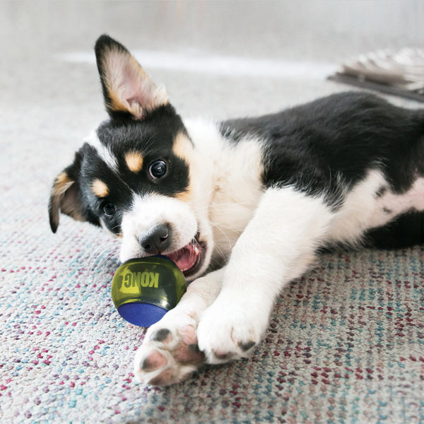 Jouet pour chien balles « Squeezz Action » bleues moyennes paquet de 3