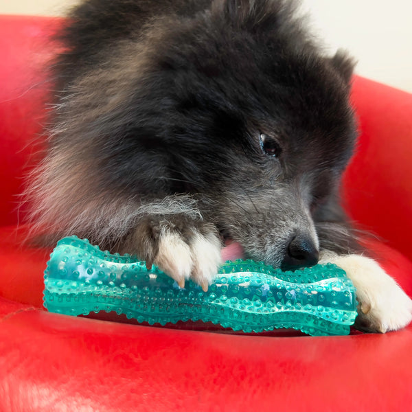 Jouet pour chien « Squeezz » Bâton dentaire moyen