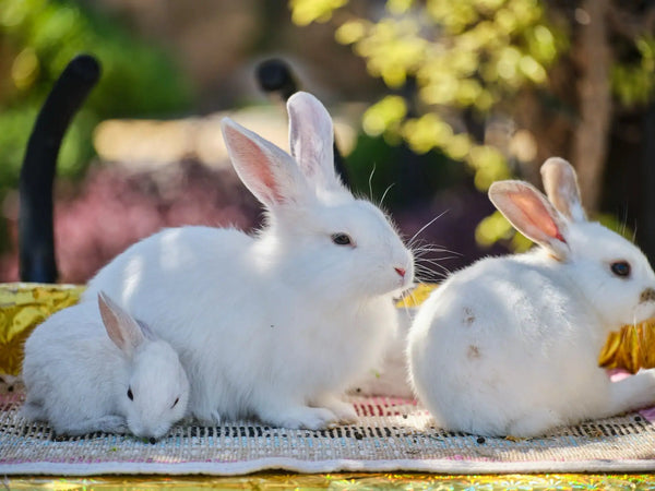 Petits animaux Animatout Sherbrooke