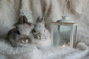Sherbrooke petits animaux boutique