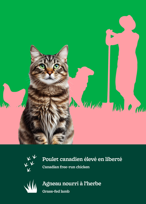 Nourriture pour chat adulte formule Original - poulet avec agneau - Animatout