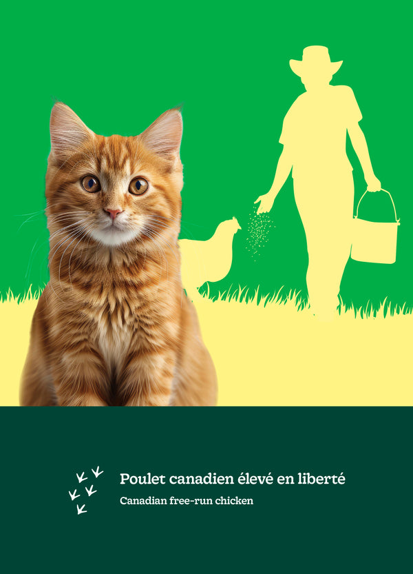 Nourriture pour chat adulte formule Original - poulet - Animatout