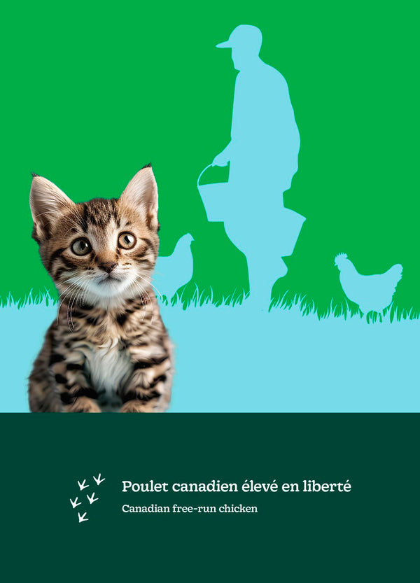 Nourriture pour chaton formule Original - poulet