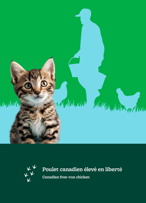 Nourriture pour chaton formule Original - poulet - Animatout