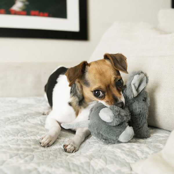 Jouet en peluche pour chien « Comfort Kiddos » Éléphant très-petit