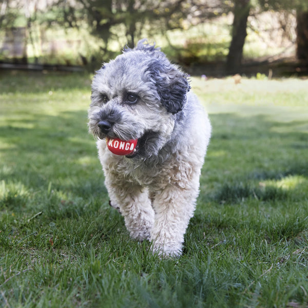 Jouet pour chien balles « Signature » grandes paquet de 2