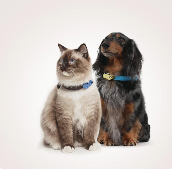 Mini dispositif à ultrasons rechargeable contre les tiques et les puces pour animaux
