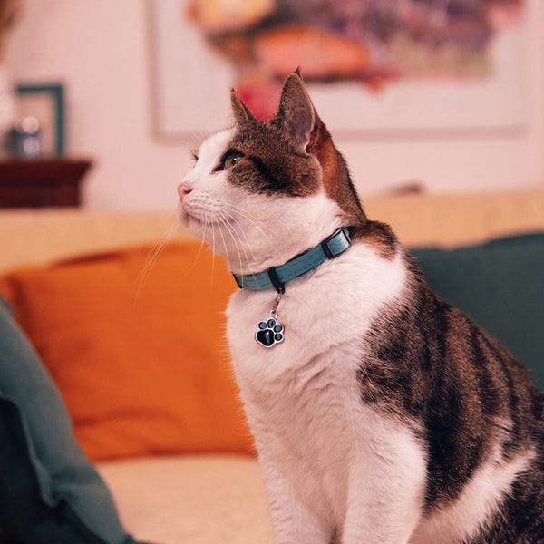 Collier pour Chat Firenze en Cuir Véritable