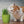 Herbe à chat fraîche – Cultivée en magasin