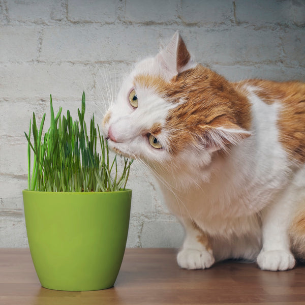 Herbe à chat fraîche – Cultivée en magasin