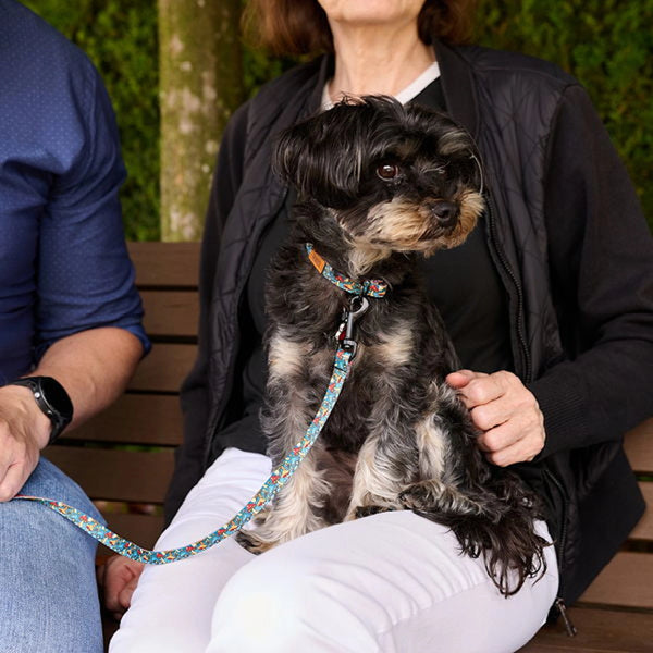 Collier pour chien ÉCO Côté surf