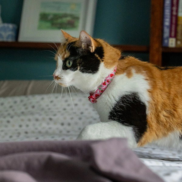 Collier sécuritaire pour chats, Petit coeur