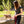 Harnais de base pour chats, Noir