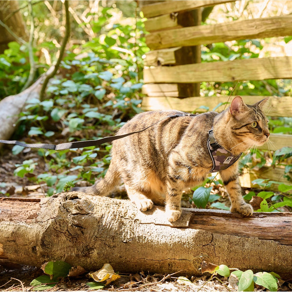 Harnais aventure pour chats, Camouflage